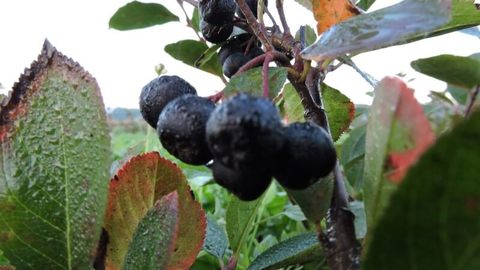 Aronia